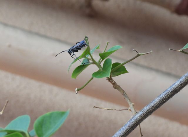 Sphecidae: Isodontia mexicana